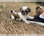 Small Photo #33 Shih Tzu Puppy For Sale in VENETA, OR, USA