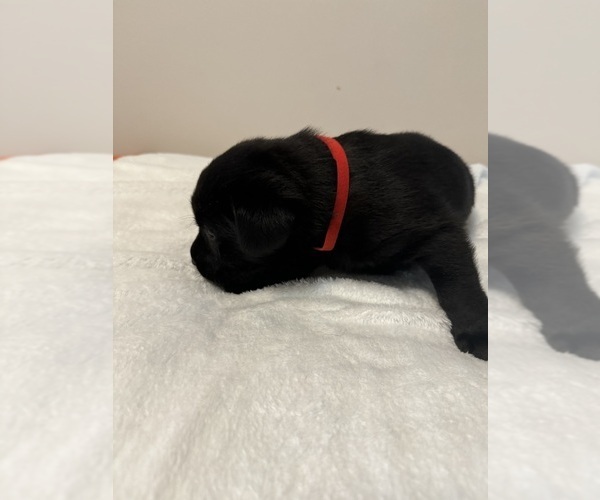 Medium Photo #3 Labrador Retriever Puppy For Sale in VINE GROVE, KY, USA