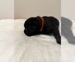 Small #2 Labrador Retriever
