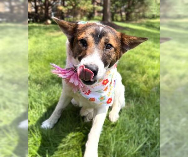 Medium Photo #12 German Shepherd Dog-Unknown Mix Puppy For Sale in Arlington, VA, USA