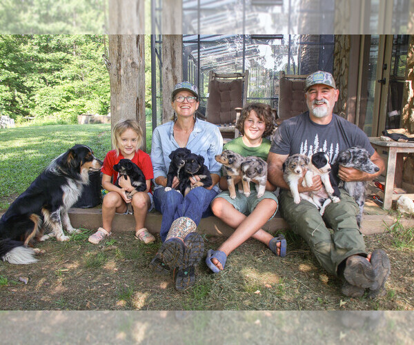 Medium Photo #10 Texas Heeler Puppy For Sale in TALKING ROCK, GA, USA