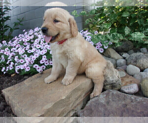 Medium Photo #8 Golden Retriever Puppy For Sale in SUGARCREEK, OH, USA