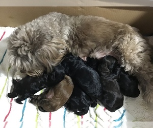 Poodle (Miniature)-Shih-Poo Mix Puppy for sale in COLUMBIA, MO, USA