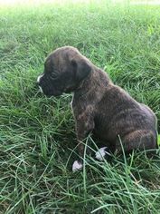 Boxer Puppy for sale in HILLSVILLE, VA, USA