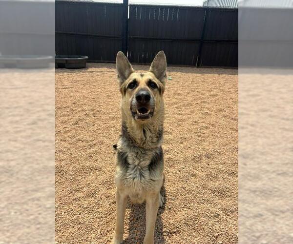 Medium Photo #1 German Shepherd Dog Puppy For Sale in Brighton, CO, USA