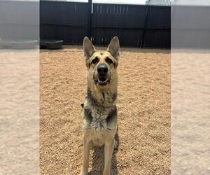 German Shepherd Dog Dogs for adoption in Brighton, CO, USA