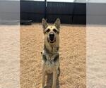 Small German Shepherd Dog