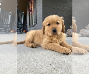 Golden Retriever Puppy for sale in FRANKLIN, IN, USA