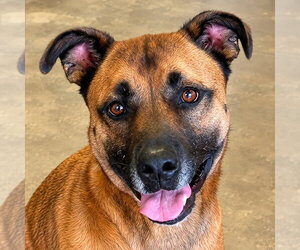 Smokey - Foster or Adopt Me! - Male German Shepherd Dog-Unknown Mix Dog for Adoption - Photo #9
