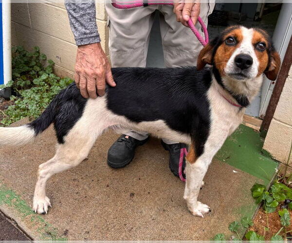Medium Photo #2 Mutt Puppy For Sale in Rustburg, VA, USA