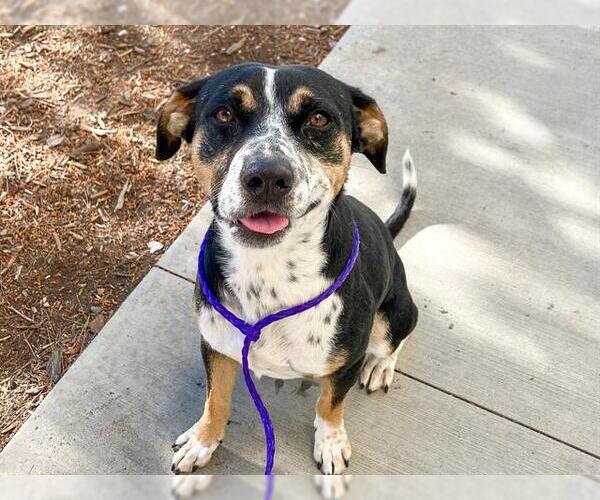 Medium Photo #3 Mutt Puppy For Sale in Orange, CA, USA