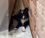 Small #2 American Pit Bull Terrier-Chihuahua Mix