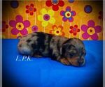 Small Dachshund