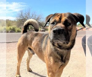 Mutt Dogs for adoption in phoenix, AZ, USA