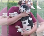 Small Photo #12 Great Dane Puppy For Sale in SPRAGGS, PA, USA