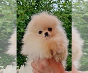 Pomeranian Puppy for sale in SUNNY ISL BCH, FL, USA