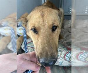 German Shepherd Dog Dogs for adoption in Bakersfield, CA, USA