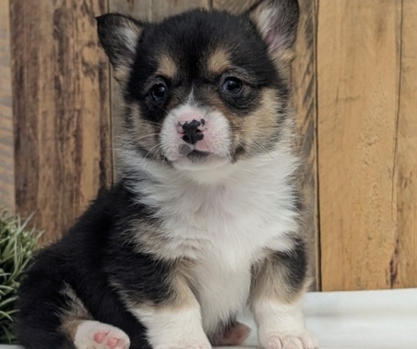 Medium Photo #6 Pembroke Welsh Corgi Puppy For Sale in GOSHEN, IN, USA