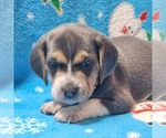 Small Photo #6 Beagle Puppy For Sale in COOS BAY, OR, USA