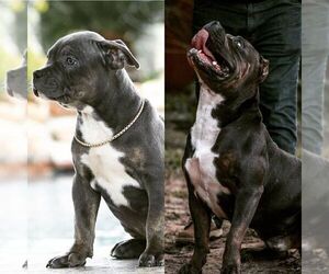 Father of the American Bully puppies born on 07/30/2021