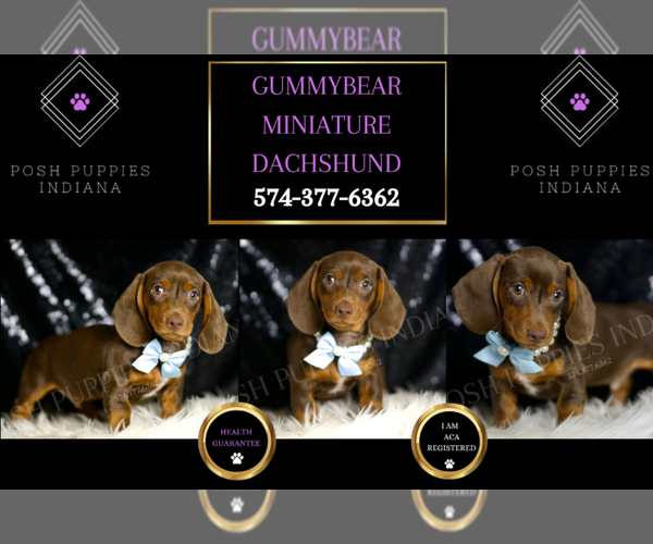 Medium Photo #1 Dachshund Puppy For Sale in WARSAW, IN, USA