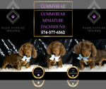 Image preview for Ad Listing. Nickname: Gummy Bear