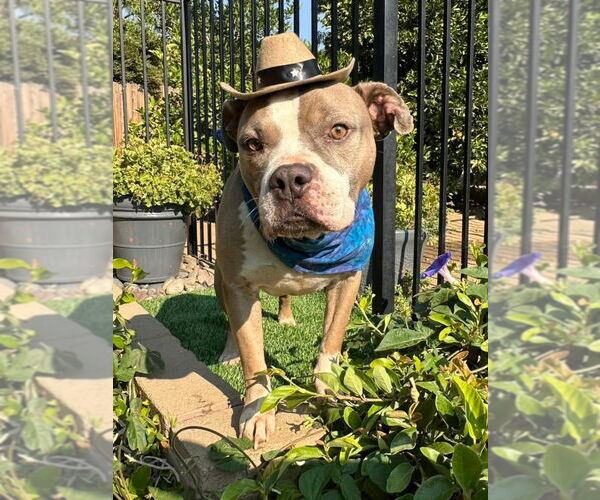 Medium Photo #9 American Pit Bull Terrier-Unknown Mix Puppy For Sale in Redlands, CA, USA
