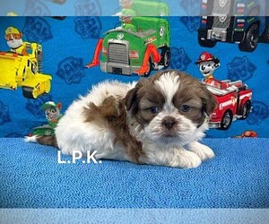 Shih Tzu Puppy for sale in WINNSBORO, LA, USA