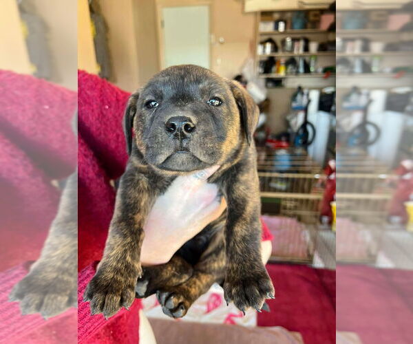 Medium Photo #4 Boxer-Unknown Mix Puppy For Sale in Salt Lake City, UT, USA