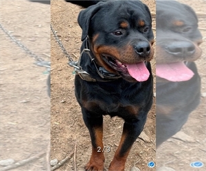 Mother of the Rottweiler puppies born on 01/28/2025