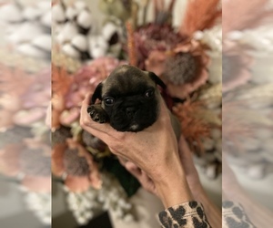 French Bulldog Puppy for sale in PHILA, PA, USA