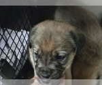Small Photo #20 German Shepherd Dog-Great Pyrenees Mix Puppy For Sale in WOODLAND, WA, USA