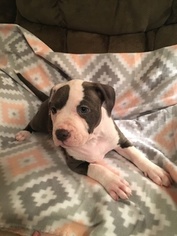 American Pit Bull Terrier Puppy for sale in LAKELAND, FL, USA