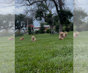 Golden Retriever Puppy for sale in LIME SPRINGS, IA, USA