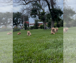Image preview for Ad Listing. Nickname: Litter of 9