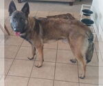 Small #6 German Shepherd Dog Mix