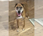 Small Photo #3 German Shepherd Dog-Great Dane Mix Puppy For Sale in Princeton, MN, USA