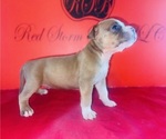 Small #1 American Bully