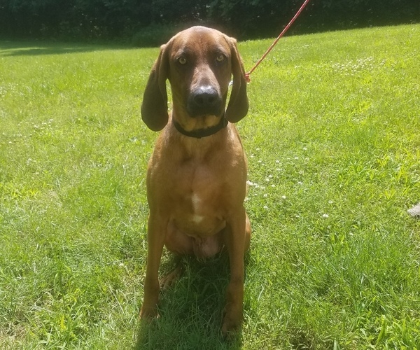 Medium Photo #1 Redbone Coonhound Puppy For Sale in CAPE GIRARDEAU, MO, USA