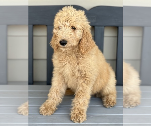 Medium Photo #7 Goldendoodle Puppy For Sale in MARYVILLE, MO, USA