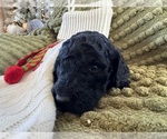 Puppy Cole Poodle (Standard)