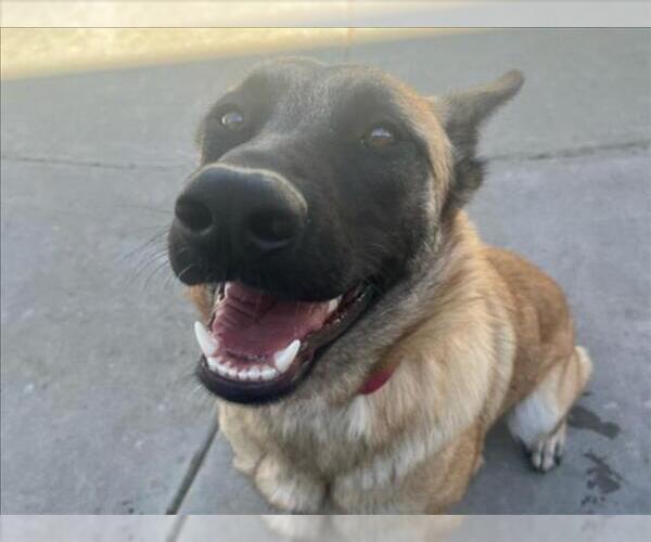 Medium Photo #1 Mutt Puppy For Sale in Martinez, CA, USA