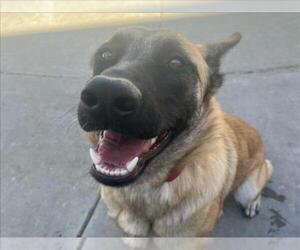 Mutt Dogs for adoption in Martinez, CA, USA