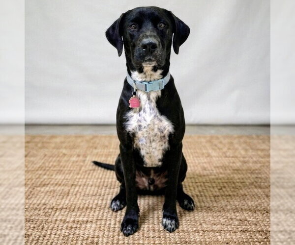 Medium Photo #1 Labrador Retriever-Unknown Mix Puppy For Sale in Vail, AZ, USA