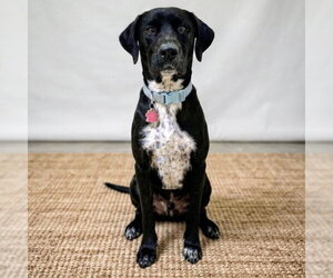 Labrador Retriever-Unknown Mix Dogs for adoption in Vail, AZ, USA