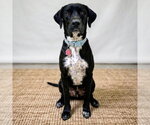 Small Labrador Retriever Mix