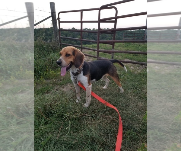 Medium Photo #1 Beagle Puppy For Sale in FENNIMORE, WI, USA