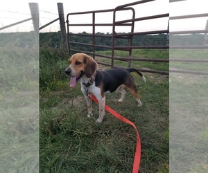 Mother of the Beagle puppies born on 04/20/2026