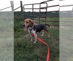 Small Photo #1 Beagle Puppy For Sale in FENNIMORE, WI, USA