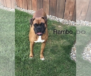 Father of the Boxer puppies born on 04/20/2023